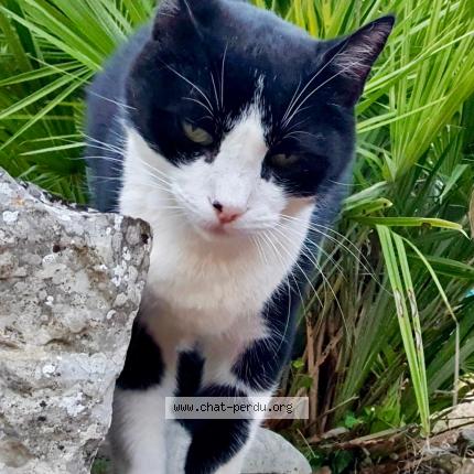 Photo 1/1 Milky Chat lost in Carces