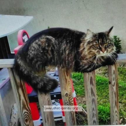 Photo 1/1 Nala Chat lost in St jean de blaignac
