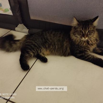 Photo 1/1 Nala Chat lost in Saint jean de blaignac