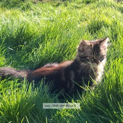 Photo 1/1 Viana Chat lost in La guerche de bretagne