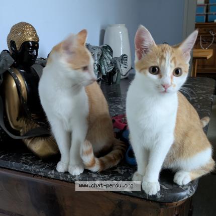 Photo 1/1 Alpine Chat lost in Villeneuve sur lot