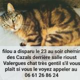 Picture of cat lost at Valergues