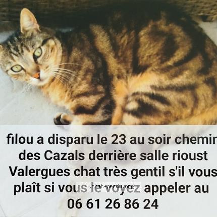 Photo 1/1 Filou Chat lost in Valergues