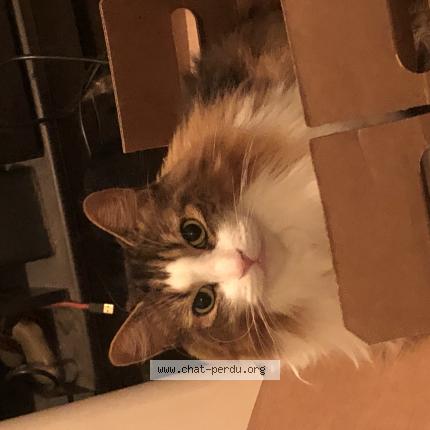 Photo 1/1 Felicia Chat lost in Terrebonne