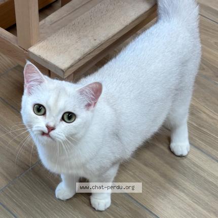 Photo 1/1 Vicky Chat lost in Antibes juan les pins