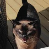 Picture of cat lost at Plerneuf