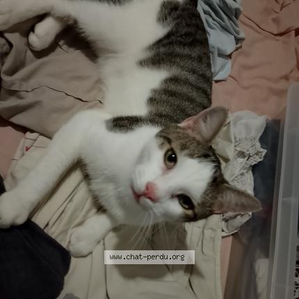 Photo 1/1 C&acirc;lin Chat lost in Jussey