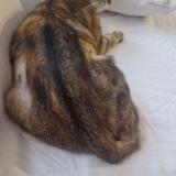 Picture of cat lost at Decines Charpieu