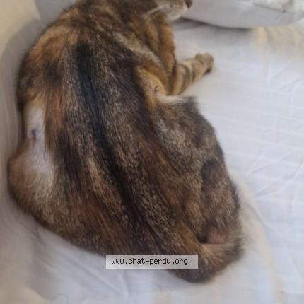 Photo 1/1 Rouquette Chat lost in Decines charpieu