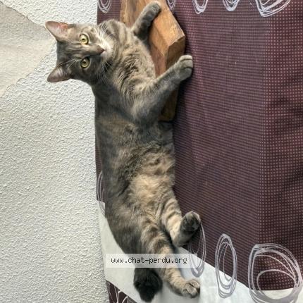 Photo 1/1 Zazou Chat lost in Tautavel