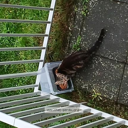 Photo 1/1 Found cat Found in Fismes