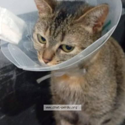 Photo 1/1 Mayumi Chat lost in Valenciennes