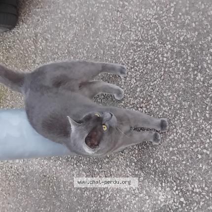 Photo 1/1 Found cat Found in Pornic