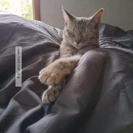 Photo 1/1 Pebbles Chat lost in Rhinelander