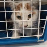 Picture of cat found at Lille