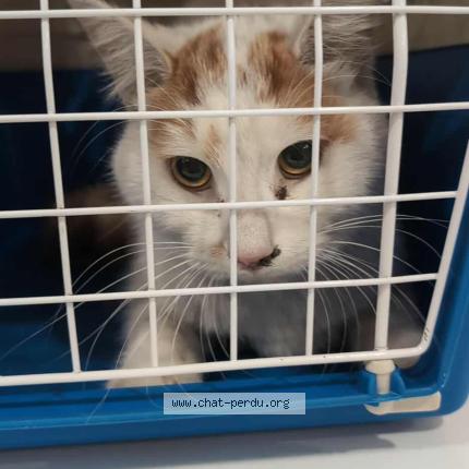 Photo 1/1 Found cat Found in Lille