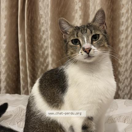 Photo 1/1 Atta Chat lost in Creteil