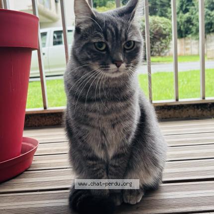 Picture of cat lost at Angers