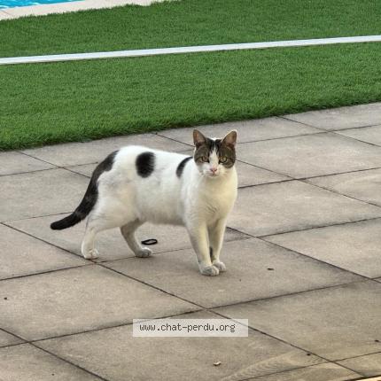 Photo 1/1 Found cat Found in Mimizan