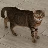 Picture of cat lost at St Rogatien