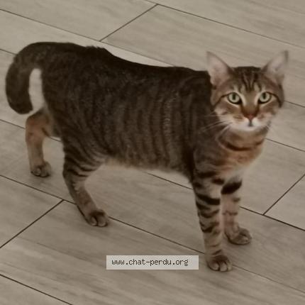 Photo 1/1 Gaia Chat lost in St rogatien