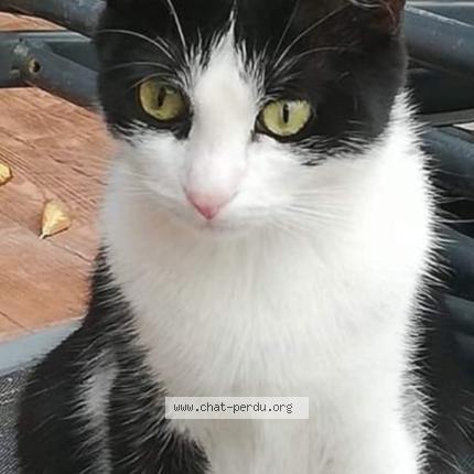 Photo 1/1 Diva Chat lost in Perpignan