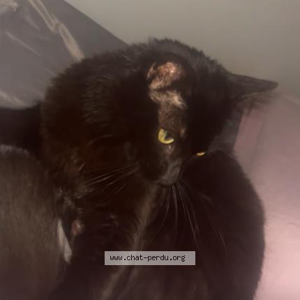 Photo 1/1 bébé minou Chat lost in L isle d abeau