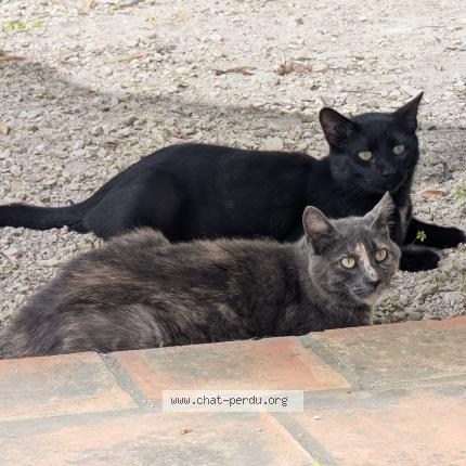 Photo 1/1 Cambouis Chat lost in Nice