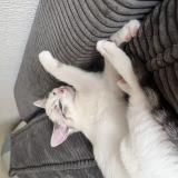 Picture of cat lost at Chene Bougeries