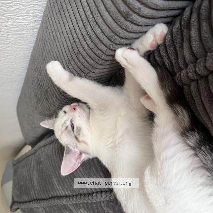 Photo 1/1 Coquinette Chat lost in Chene bougeries