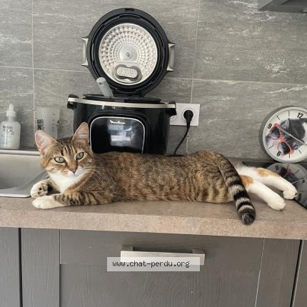 Photo 1/1 Pulga Chat lost in Combrit