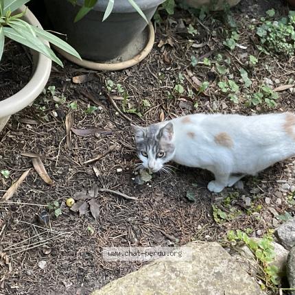 Photo 1/1 Found cat Found in Serres