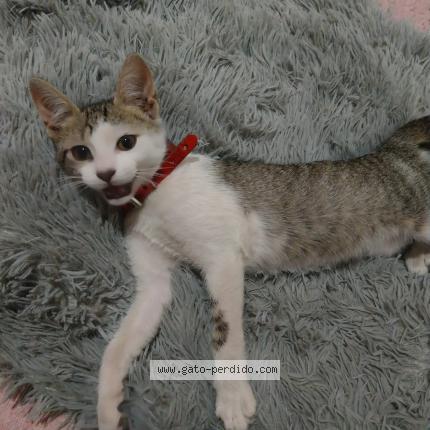 Photo 1/1 FIGACITA Chat lost in Hurlingham