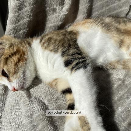 Photo 1/1 Luna Chat lost in Noisy le grand