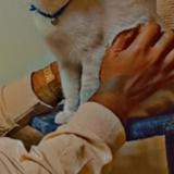 Picture of cat lost at Sainte Suzanne