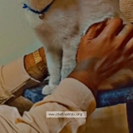 Photo 1/1 Bengous Chat lost in Sainte suzanne