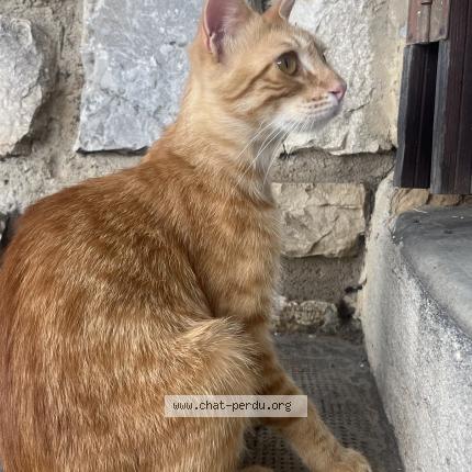 Photo 1/1 Bob Chat lost in La seyne