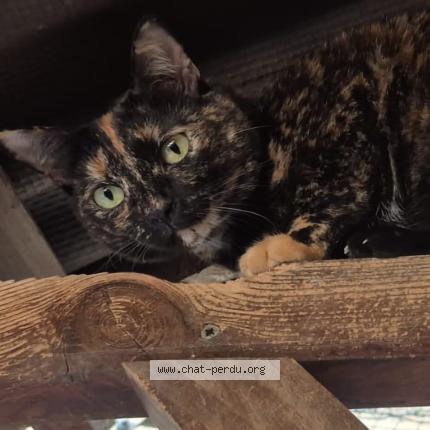 Photo 1/1 Plume Chat lost in 30900 nimes