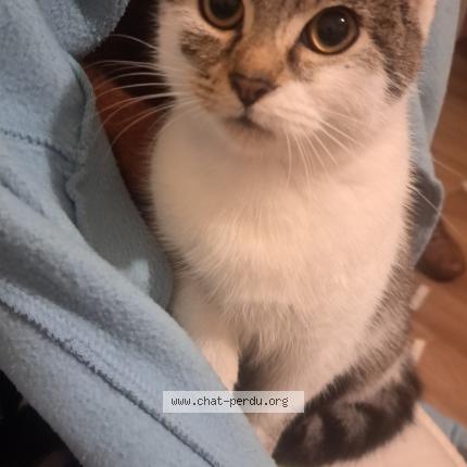 Photo 1/1 Bella Chat lost in Angers