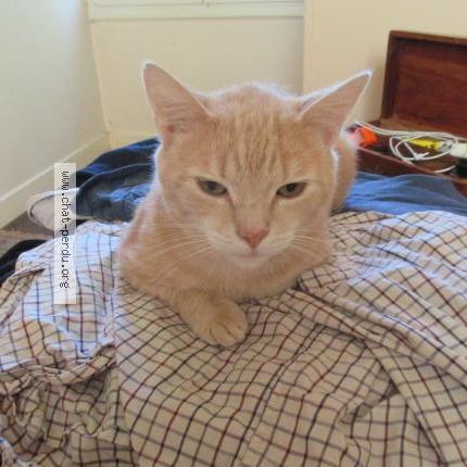 Photo 1/1 Th&eacute;o Chat lost in 80220 bouvaincourt sur bresle