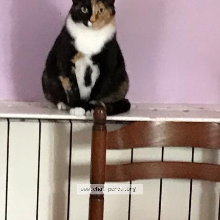 Photo 1/1 Minette Chat lost in Montendre