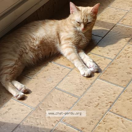 Photo 1/1 Xena Chat lost in Pouzauges