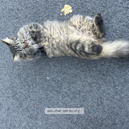 Photo 1/1 Found cat Found in Le mans