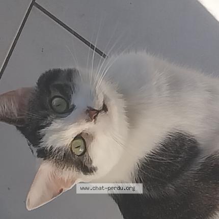 Photo 1/1 Moustache Chat lost in Fournes en weppes