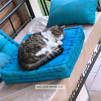 Photo 1/1 Léna Chat lost in Lancons de provence