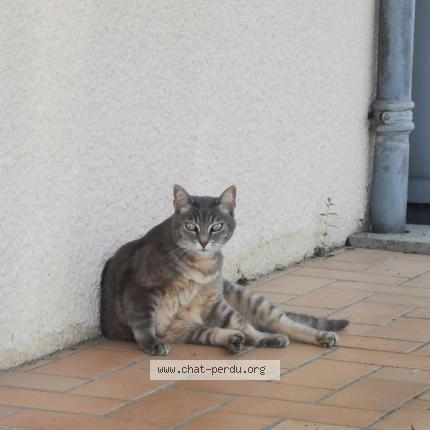 Photo 1/1 Chipie Chat lost in Saint sulpice et cameyrac