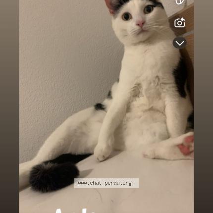 Photo 1/1 Haribo Chat lost in Agde