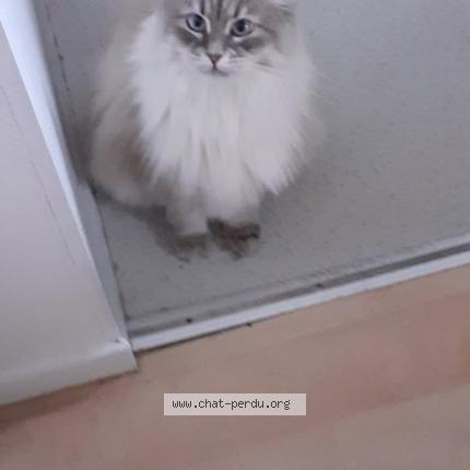 Photo 1/1 Câline Chat lost in Villeneuve d ascq