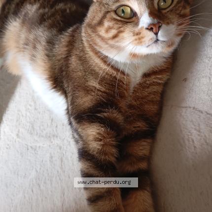 Photo 1/1 Rahali Chat lost in Toulouse