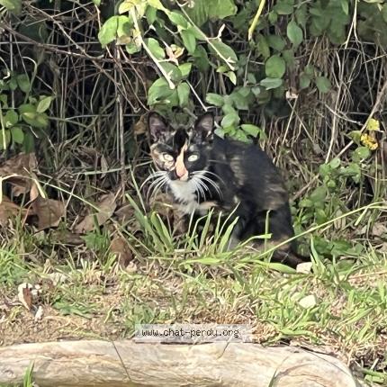 Photo 1/1 Found cat Found in Saint jean de luz